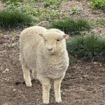 chilgok sheep farm daegu travel