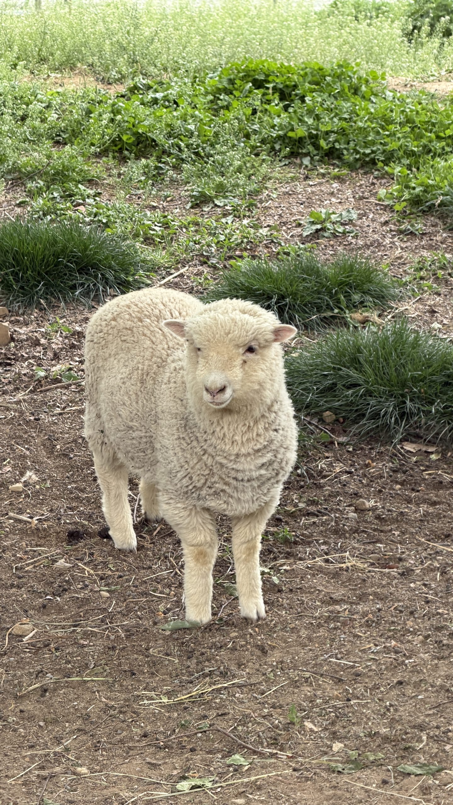 chilgok sheep farm daegu travel