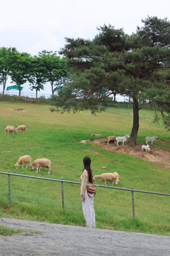 chilgok sheep farm daegu travel